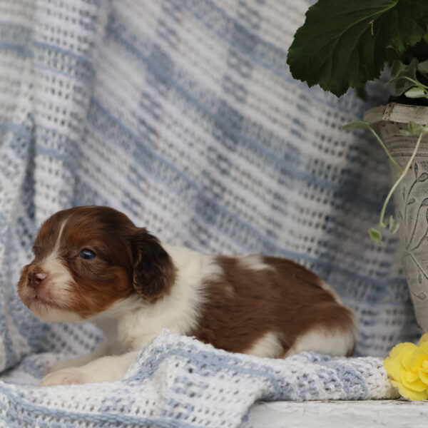 cavapoo for sale near me
