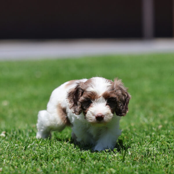 cavapoo for sale near me