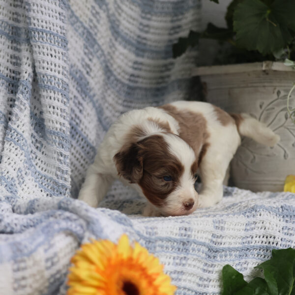 cavapoo for sale near me