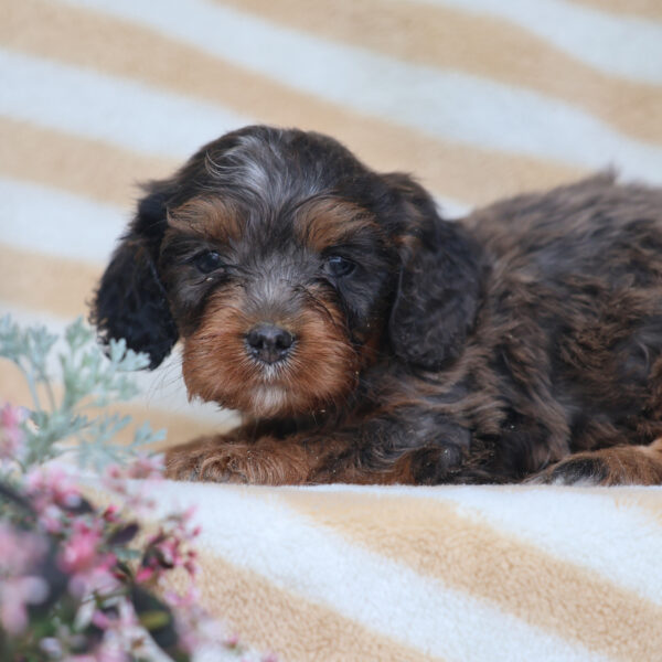 cavapoo hypoallergenic