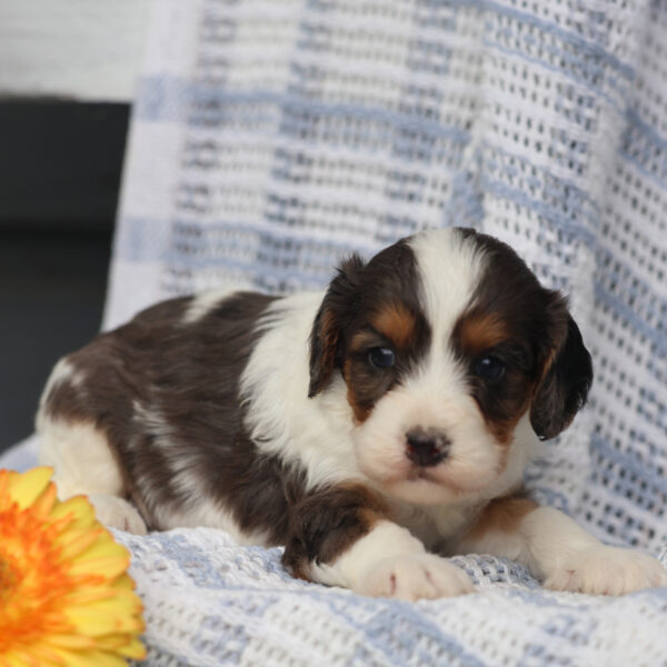 cavapoo hypoallergenic