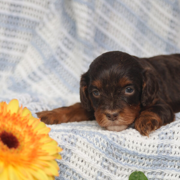 cavapoo images