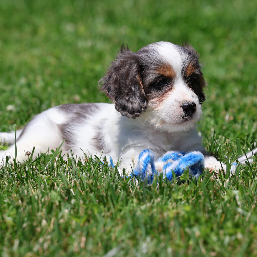 cavapoo images