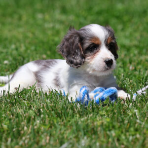 cavapoo images