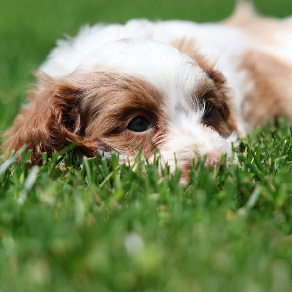 cavapoo images