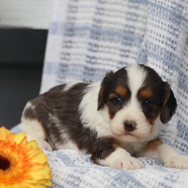 cavapoo images