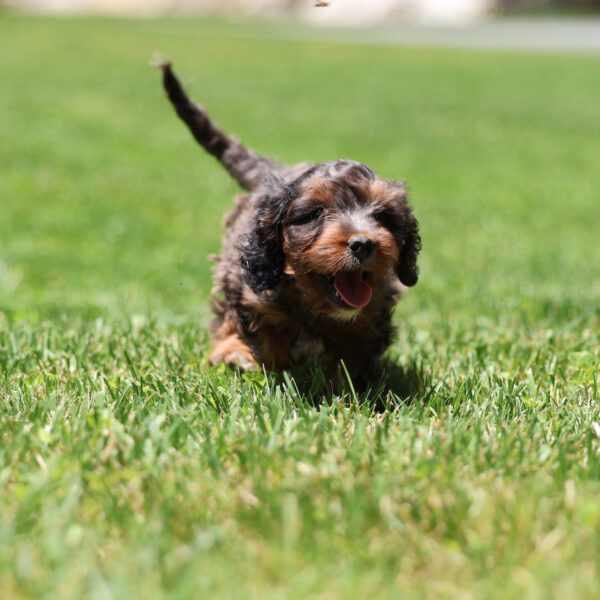 cavapoo mini