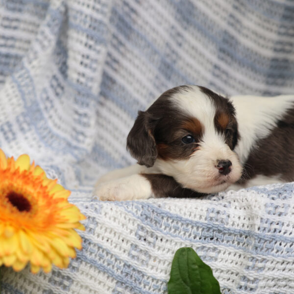 cavapoo near me