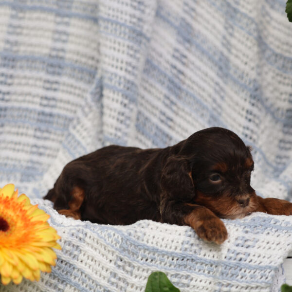 cavapoo near me
