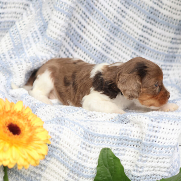 cavapoo near me