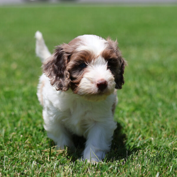 cavapoo near me