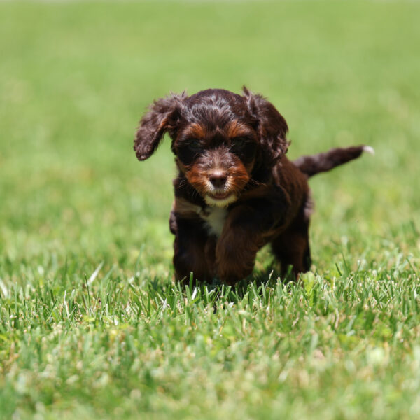 cavapoo near me