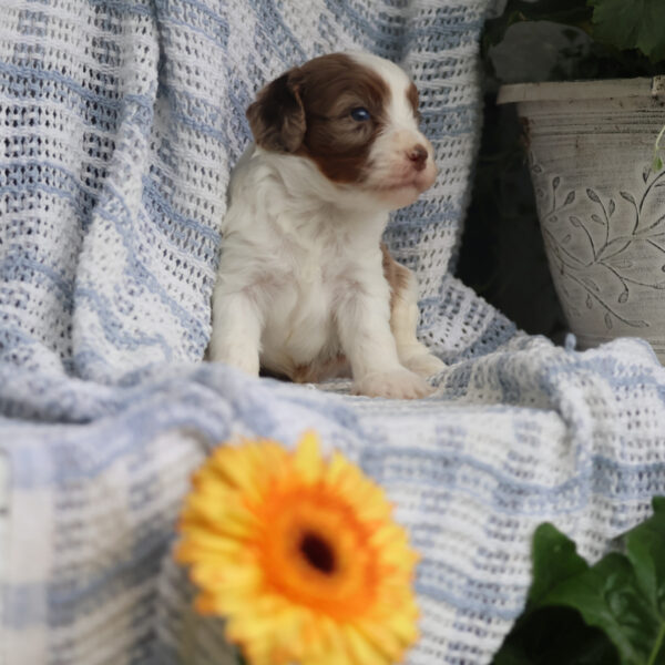 cavapoo near me