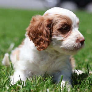 cavapoo pictures