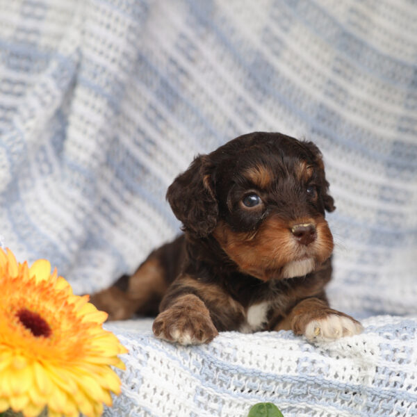 cavapoo puppies