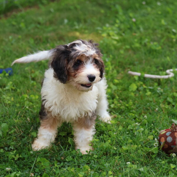 cavapoo puppies