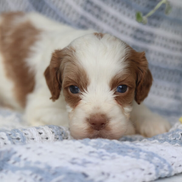 cavapoo puppies