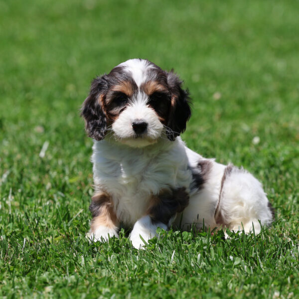 cavapoo puppies