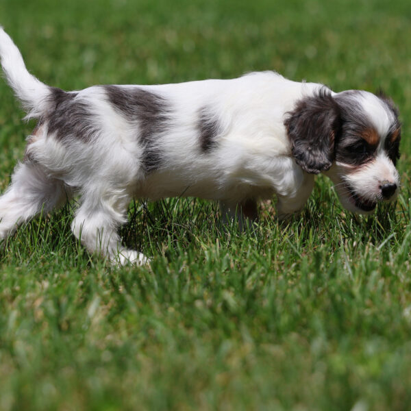 cavapoo puppies