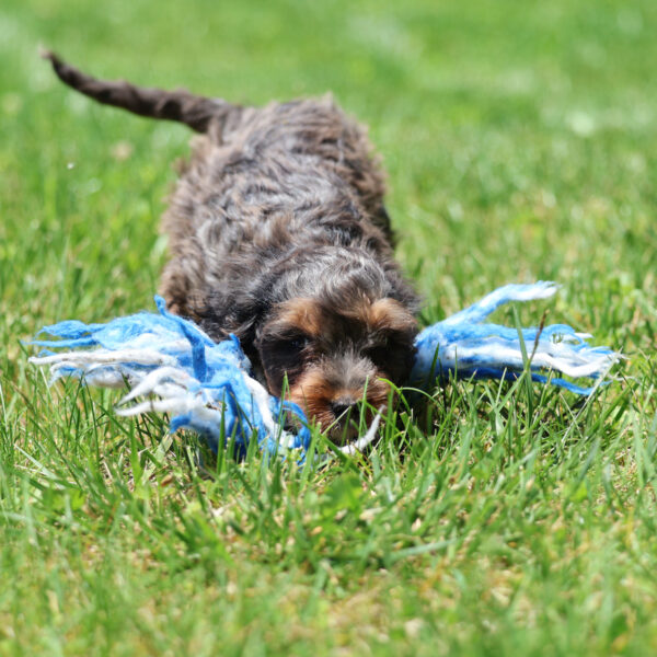 cavapoo puppies