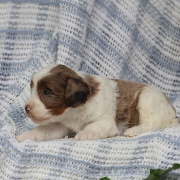 cavapoo puppies