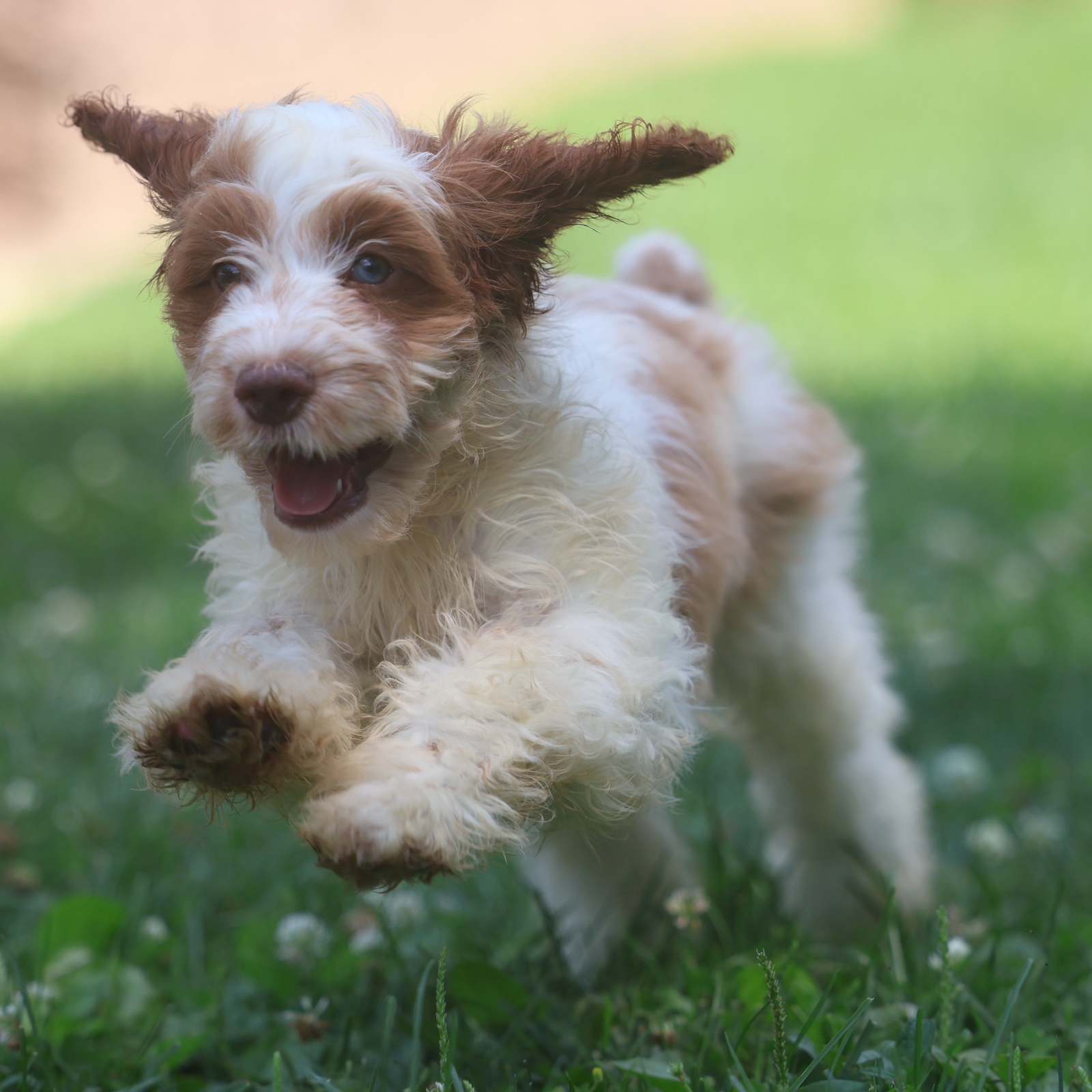 cavapoo puppies