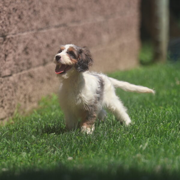 cavapoo puppies