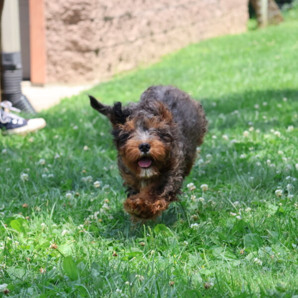 cavapoo puppies for adoption