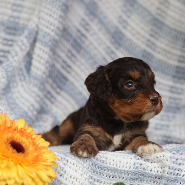 cavapoo puppies for sale