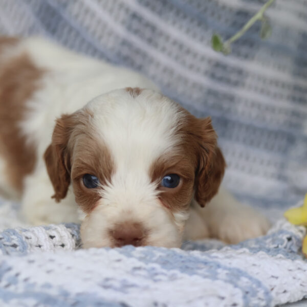 cavapoo puppies for sale