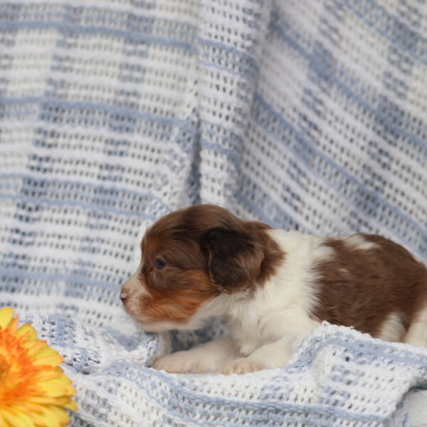 cavapoo puppies for sale