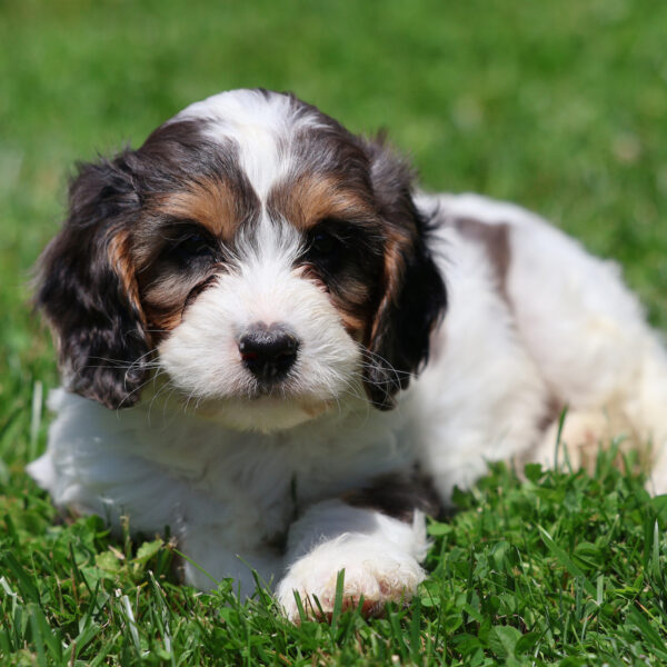 cavapoo puppies for sale