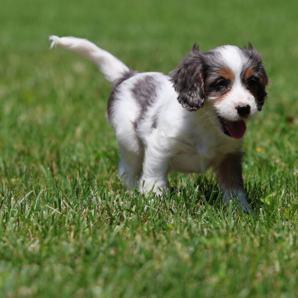 cavapoo puppies for sale