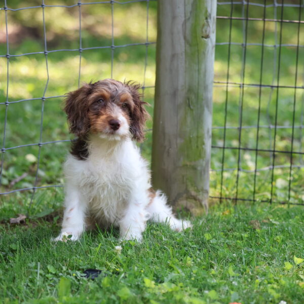 cavapoo puppies for sale