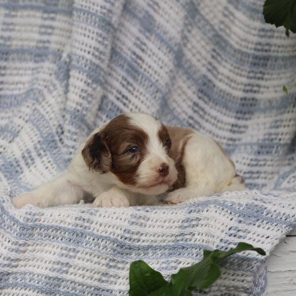 cavapoo puppies for sale