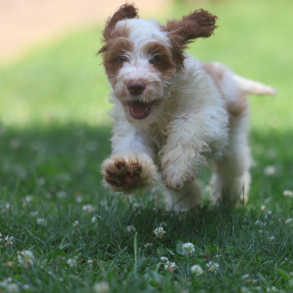 cavapoo puppies for sale
