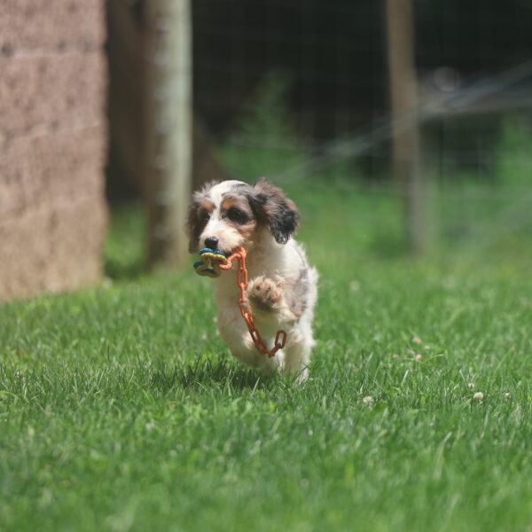 cavapoo puppies for sale