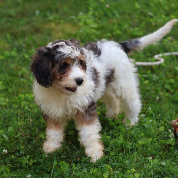 cavapoo puppies for sale