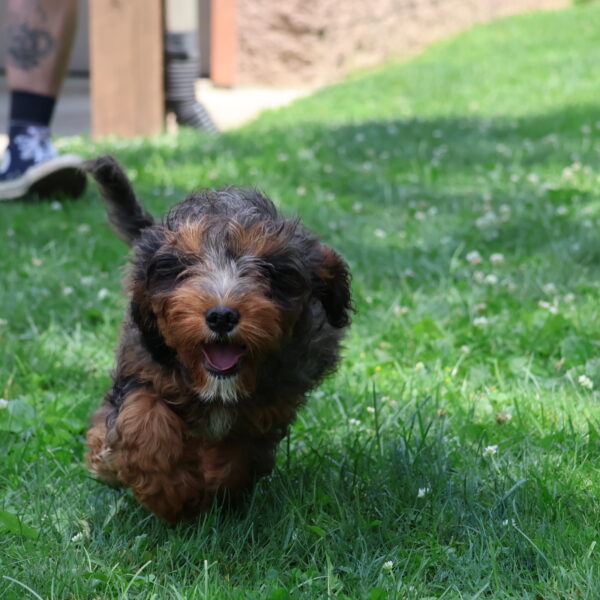 cavapoo puppies for sale in pa