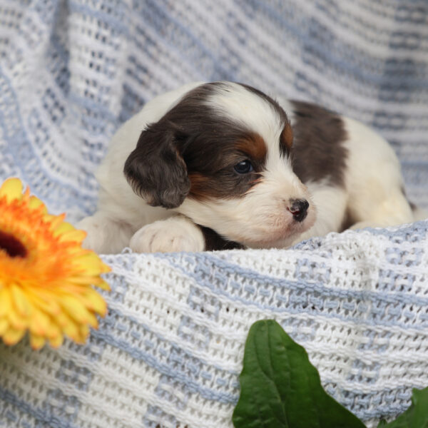 cavapoo puppies for sale near me