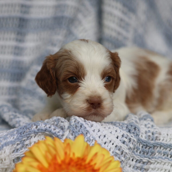 cavapoo puppies for sale near me