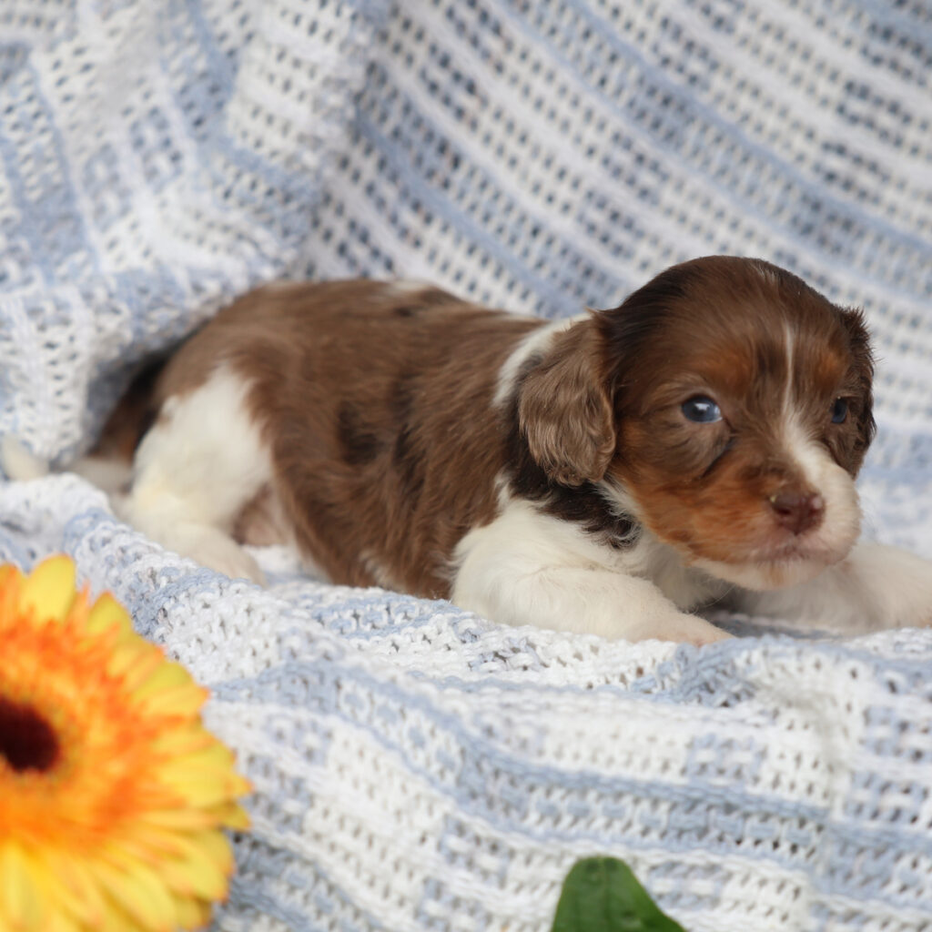 cavapoo puppies for sale near me