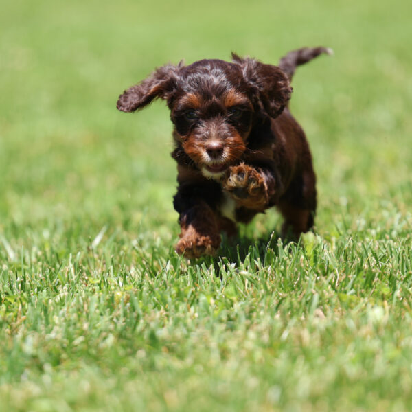 cavapoo puppies for sale near me
