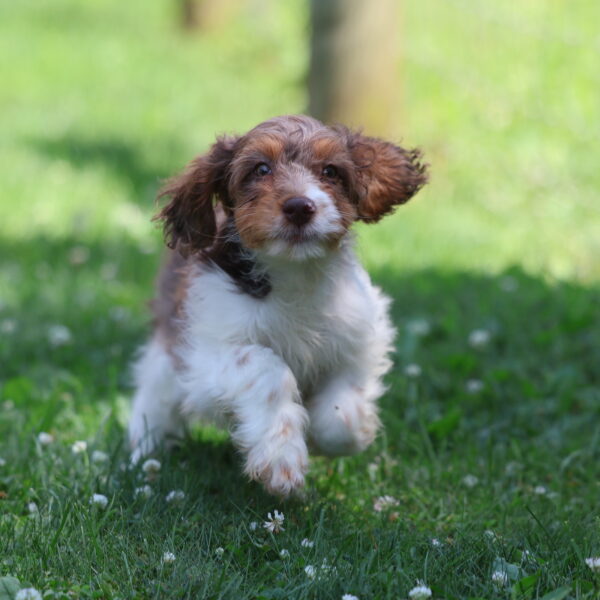 cavapoo puppies for sale near me