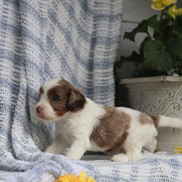 cavapoo puppies for sale near me