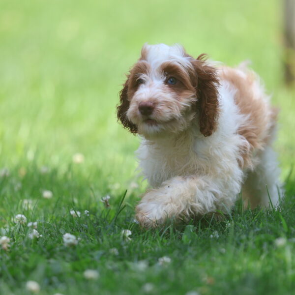 cavapoo puppies for sale near me