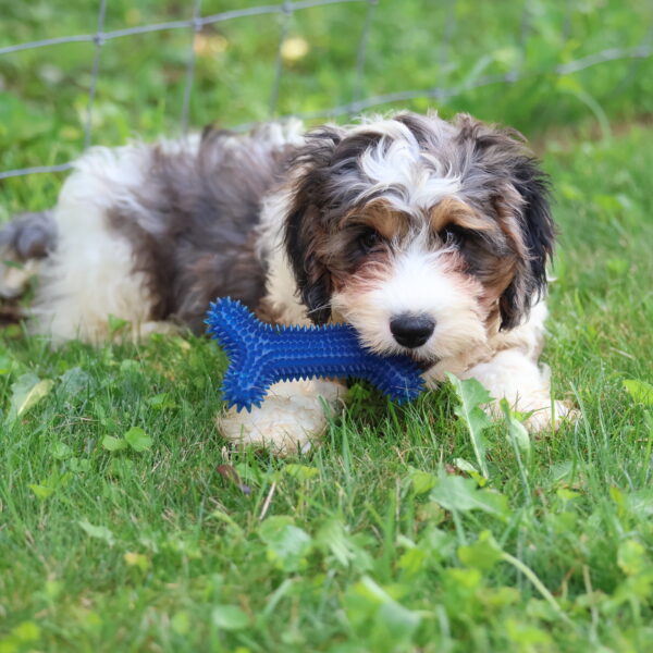 cavapoo puppies for sale near me