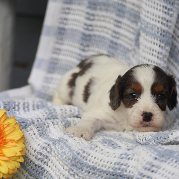cavapoo puppies near me