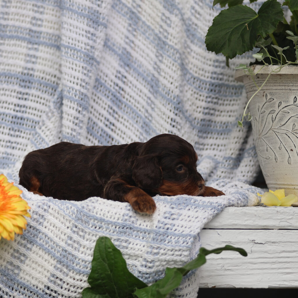 cavapoo puppies near me