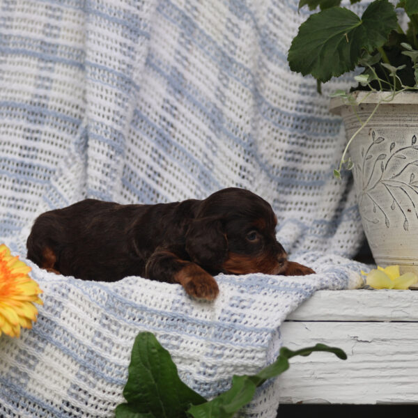 cavapoo puppies near me